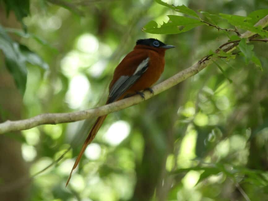 Madagascar: Customizable Tour with Car Rental Antananarivo - FAQs