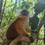 Madagascar: Multi-Day Guided Discovery Tour - Exploring Madagascar’s Top Highlights