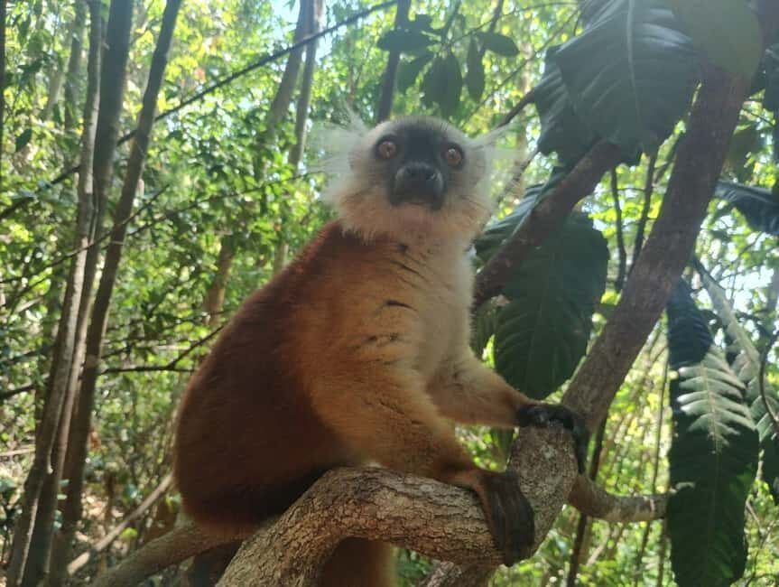 Madagascar: Multi-Day Guided Discovery Tour - Exploring Madagascar’s Top Highlights