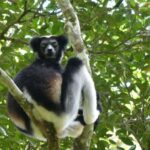 Madagascar: Nature and Discovery Tour - Deep Dive into the Itinerary