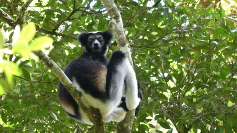Madagascar: Nature and Discovery Tour - Deep Dive into the Itinerary