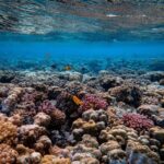 Mafia Island: Marine Park Sandbank Tour with Snorkeling - Key Points