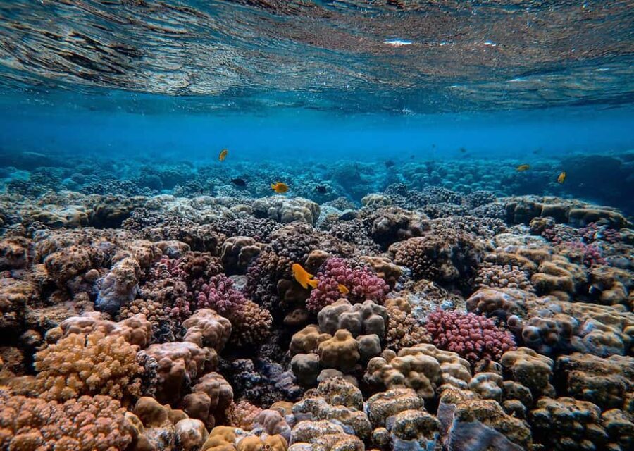 Mafia Island: Marine Park Sandbank Tour with Snorkeling - Key Points