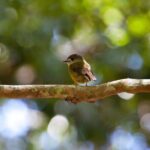 Maiala Rainforest Tour - Final Thoughts
