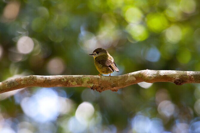 Maiala Rainforest Tour - Final Thoughts