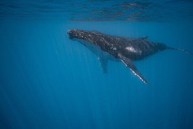 Majestic Encounter Respectful Whale Watching - Practical Tips for Booking and Participating