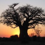 Makgadikgadi Day Trip - Authentic Encounters & Unique Highlights