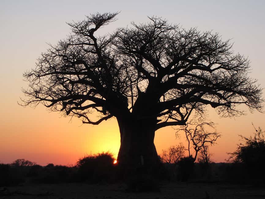 Makgadikgadi Day Trip - Authentic Encounters & Unique Highlights