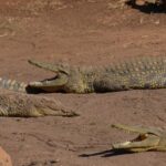 Mandela Capture Site Howick Falls & PheZulu Village Day Trip - What’s Included & What’s Not