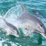 Mandurah: Dolphin and Views Cruise - Frequently Asked Questions