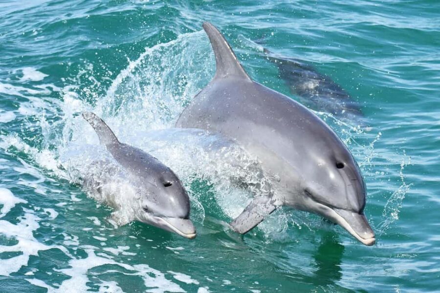 Mandurah: Dolphin and Views Cruise - Frequently Asked Questions