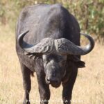 Maneater: Tsavo East Park, Amboseli Reserve, L Nakuru Park - The Itinerary Breakdown: What Makes Each Day Unique