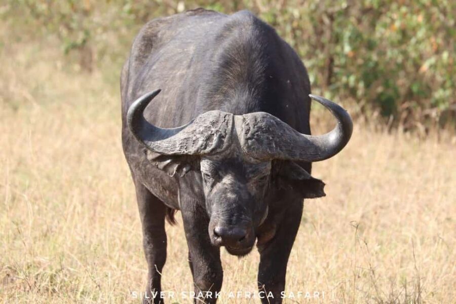 Maneater: Tsavo East Park, Amboseli Reserve, L Nakuru Park - The Itinerary Breakdown: What Makes Each Day Unique