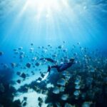 Manly: Beginner Freediving: Breath-Hold & Ocean Exploration - Who Is This Tour For?