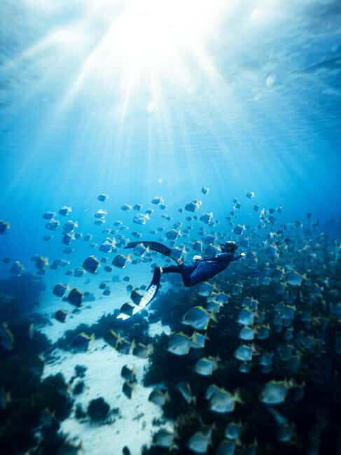 Manly: Beginner Freediving: Breath-Hold & Ocean Exploration - Who Is This Tour For?