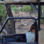 Manyane: 6HGame Drive with Lunch - An Authentic Full-Day Safari in Pilanesberg National Park