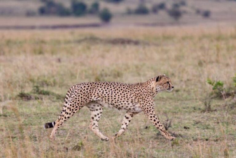 Maputo: 2-Day Hlane National Park Adventure - The Next Morning: An Early Return to the Wilderness