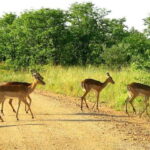 Maputo Special Reserve 3-Day Trip - What Sets This Tour Apart