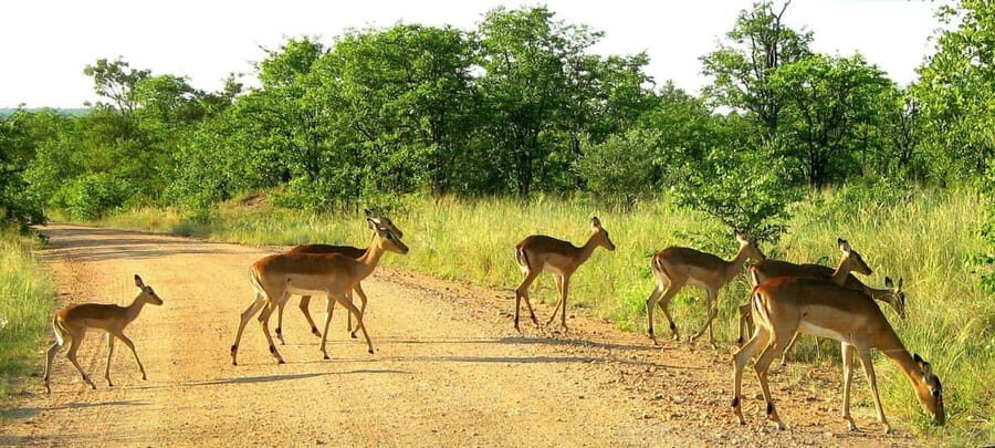 Maputo Special Reserve 3-Day Trip - What Sets This Tour Apart