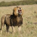 Mara Majesty & Nakuru Splendor  4-Day Wildlife Safari - What Sets This Safari Apart?
