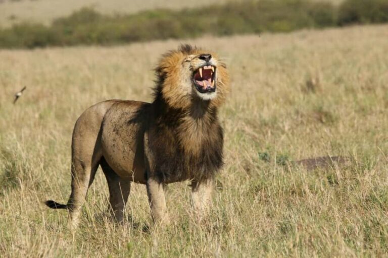 Mara Majesty & Nakuru Splendor  4-Day Wildlife Safari - What Sets This Safari Apart?