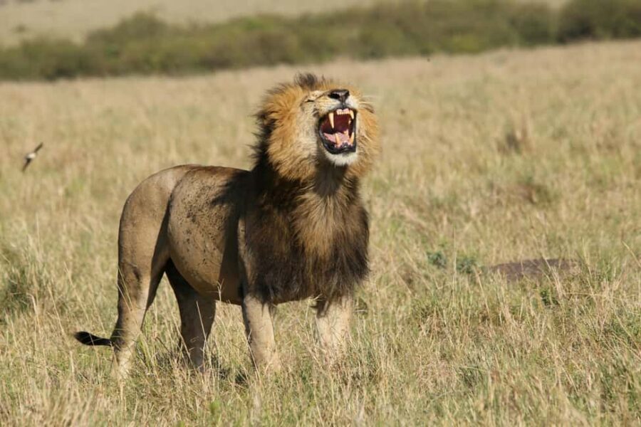 Mara Majesty & Nakuru Splendor  4-Day Wildlife Safari - What Sets This Safari Apart?
