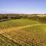 Margaret River: Leeuwin Estate Winery Art and Wine Tasting - The Guided Wine Tasting — A Harmonious Pairing