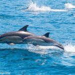 Maria Island Cruise and Guided Walk Day Tour with Lunch and Drinks - Pricing and Value