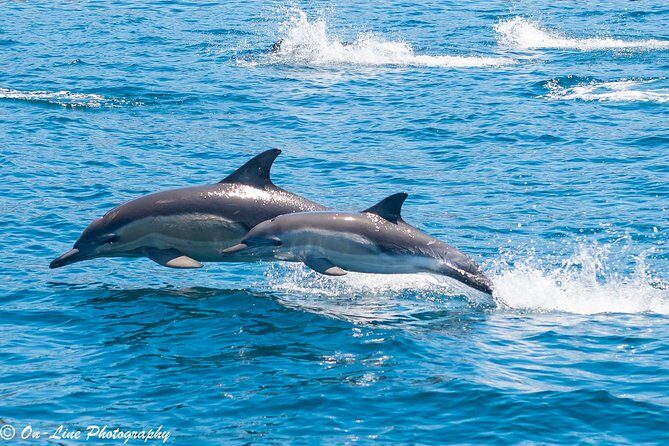 Maria Island Cruise and Guided Walk Day Tour with Lunch and Drinks - Pricing and Value