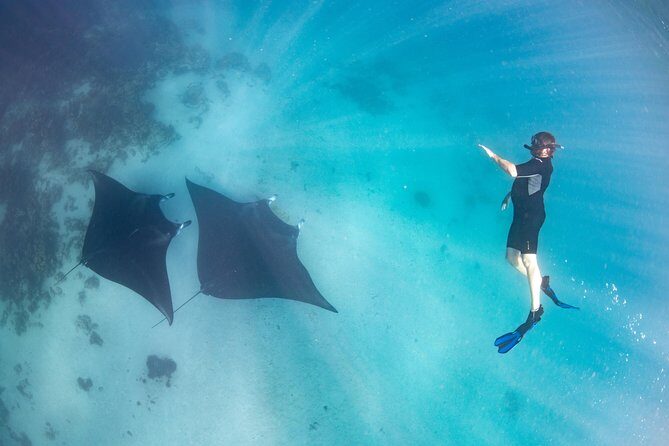 Marine Eco Safari - Swim with Manta Rays - The Value of This Tour