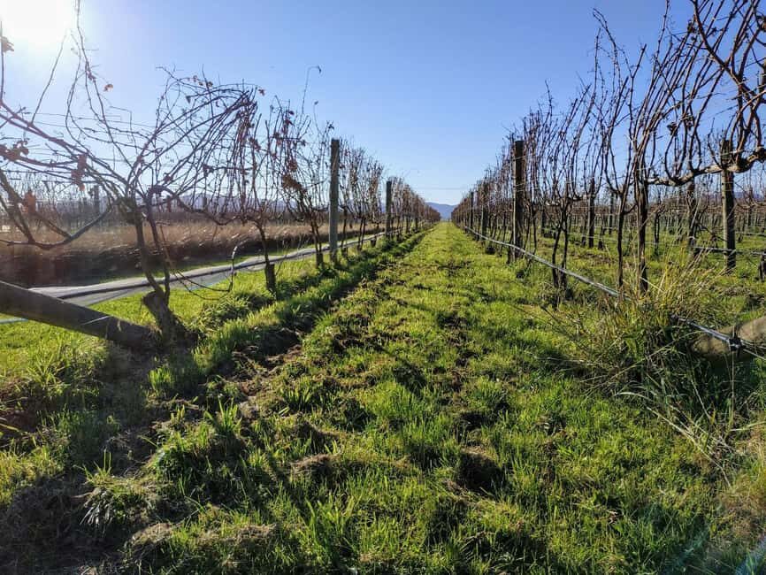 Marlborough: Blenheim Half day Wine Tour; Wine Only - Why This Tour Stands Out