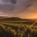 Marlborough Discovery Full Day Wine Tour - Blenheim - Who Should Consider This Tour?