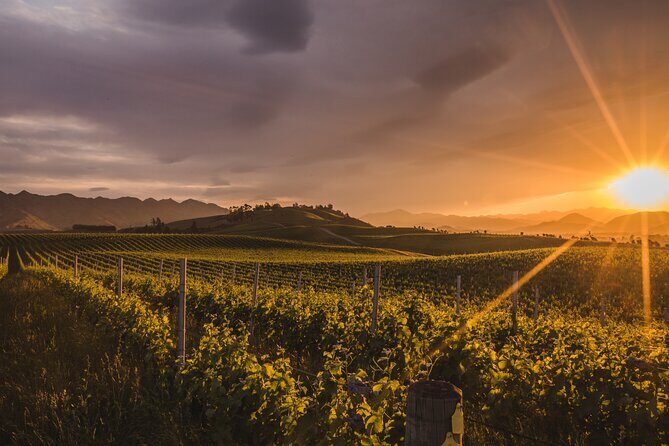 Marlborough Discovery Full Day Wine Tour - Blenheim - Who Should Consider This Tour?