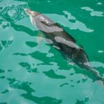 Marlborough Sounds and Ship Cove Cruise from Picton - What’s Included and What Not