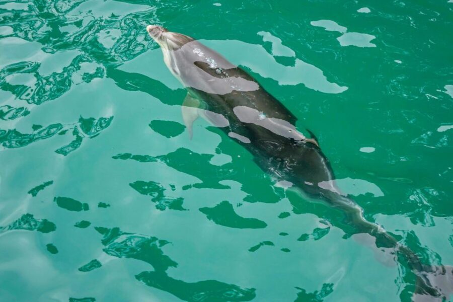 Marlborough Sounds and Ship Cove Cruise from Picton - What’s Included and What Not