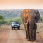 Marloth Park: Bush Braai Dinner & Game Drive in Kruger Park - Food and Drinks: A Feast Under the Stars