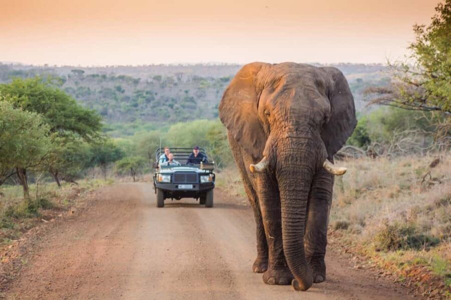 Marloth Park: Bush Braai Dinner & Game Drive in Kruger Park - Food and Drinks: A Feast Under the Stars