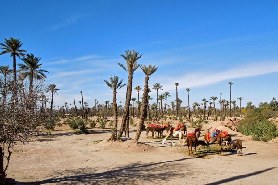 Marrakech: 2-Hour Quad Bike & Camel Ride in Palmeraie - The Value and Practical Details
