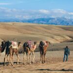 Marrakech: Agafay Desert Sunset, Camel Ride, Dinner and Show - The Sunset Camel Ride