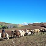 Marrakech: Atlas Mountains and Desert Safari with Lunch - A 4x4 Adventure through Berber Villages