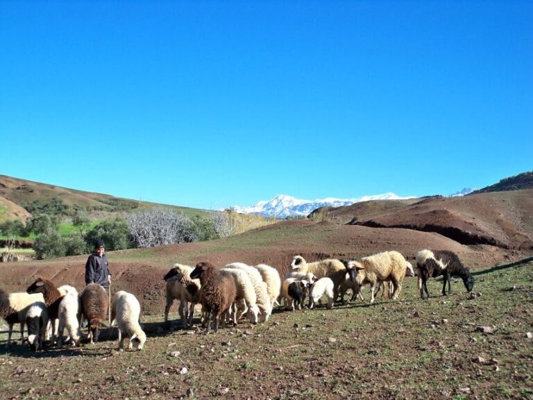 Marrakech: Atlas Mountains and Desert Safari with Lunch - A 4x4 Adventure through Berber Villages