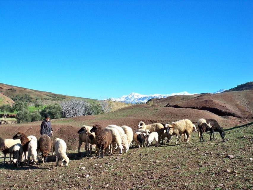 Marrakech: Atlas Mountains and Desert Safari with Lunch - A 4x4 Adventure through Berber Villages