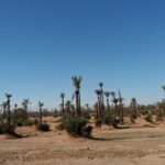 Marrakech: Buggy Experience at Palmeraie with Hotel Pickup - The Value of the Experience