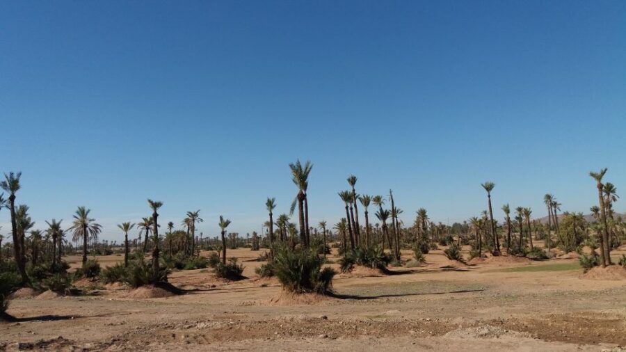 Marrakech: Buggy Experience at Palmeraie with Hotel Pickup - The Value of the Experience