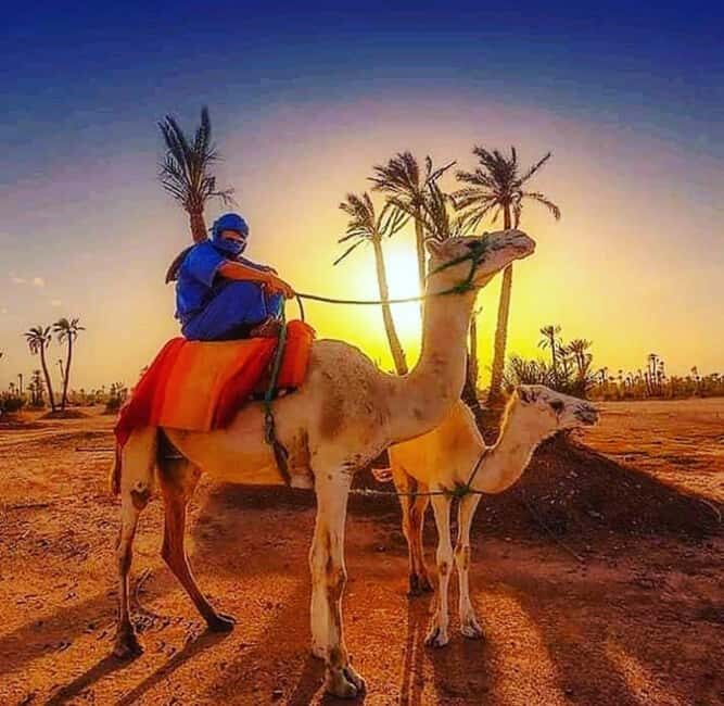 Marrakech: buggy Palmeraie Tour Camel Ride with Tea break - Practical Details & Tips for Your Trip