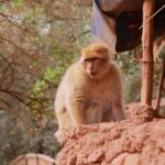 Marrakech: Day Tour to Ouzoud Waterfalls with Boat Trip - What Makes This Tour Stand Out?