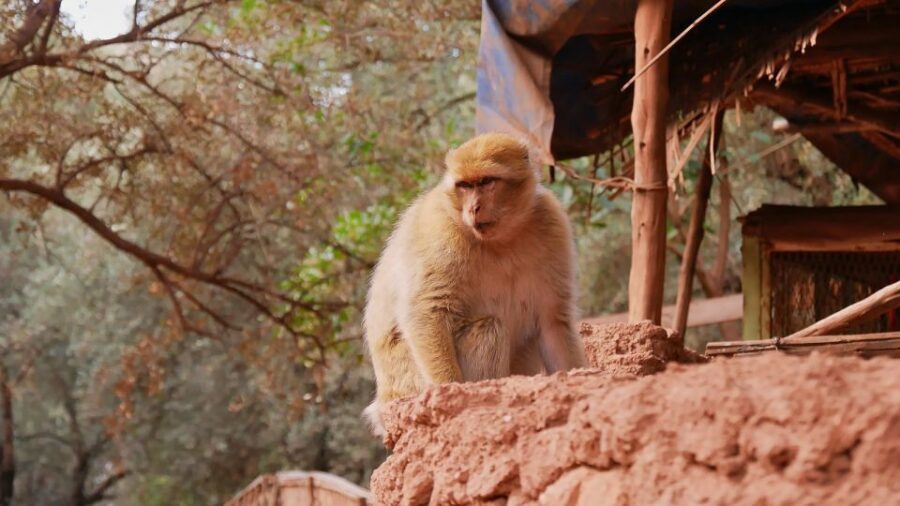 Marrakech: Day Tour to Ouzoud Waterfalls with Boat Trip - What Makes This Tour Stand Out?