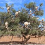 Marrakech: Essaouira Day Trip with Guided Tour - Who Is This Tour Best For?