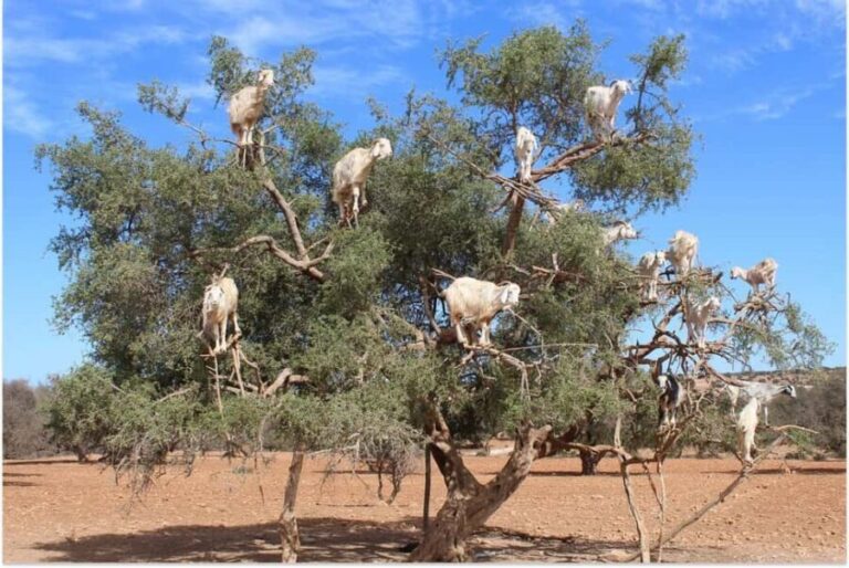 Marrakech: Essaouira Day Trip with Guided Tour - Who Is This Tour Best For?