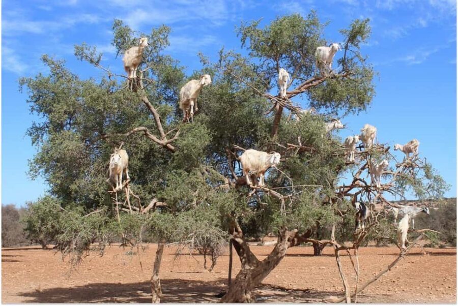 Marrakech: Essaouira Day Trip with Guided Tour - Who Is This Tour Best For?